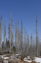 Forest destroyed by the Bark Beetle