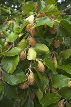 Beech branches (Fagus) with beechnuts