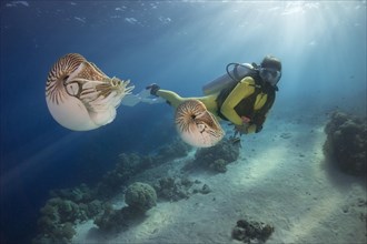 Scuba diver watching Palau Nautiluses (Nautilus belauensis)