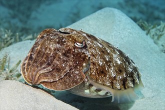Broadclub cuttlefish (Sepia latimanus) on sand hills