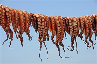 Octopuses hung up to dry on a washing line
