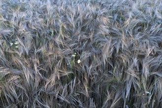 Mature Barley (Hordeum vulgare)