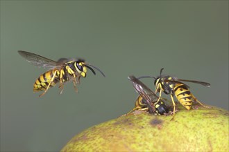 German wasps (Vespula germanica) eat a pear