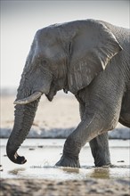 African elephant (Loxodonta africana) in a waterhole