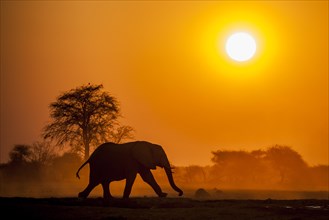 African elephant (Loxodonta africana) runs at sunset