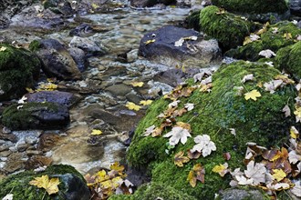 Rocks overgrown with moss covered with autumn leaves