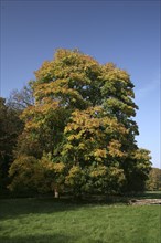 Autumn in the recreation area at Decksteiner Weiher lake