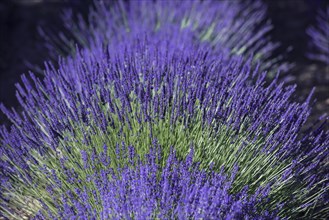 Lavender field