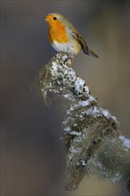 Robin (Erithacus rubecula) perched on its song post
