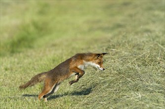 Red fox (Vulpes vulpes)