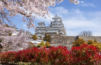 Blossoming cherry trees