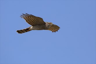 Eurasian sparrowhawk (Accipiter nisus)