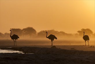 Common ostriches (Struthio camelus)