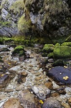 Moss covered rocks with autumn leaves