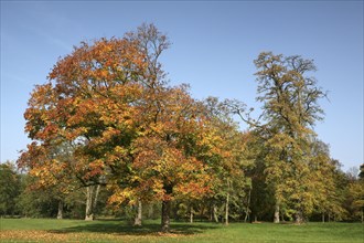 Autumn in the recreation area at Decksteiner Weiher lake