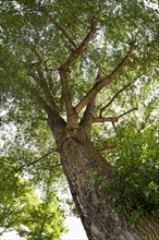 Black Poplar (Populus nigra)