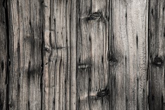 Wood grain in detail