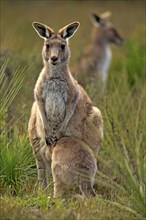 Eastern Grey Kangaroo (Macropus giganteus) female with joey