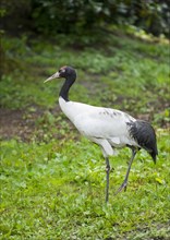 Black-necked Crane (Grus nigricollis)