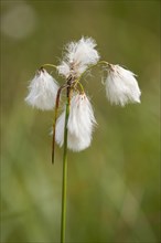 Common cottongrass (Eriophorum angustifolium)