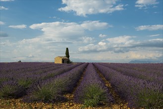 Small house with cypress in a lavender field
