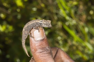 Madagascan Dwarf Chameleon (Brookesia minima)