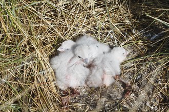 Peregrine falcons (Falco peregrinus)