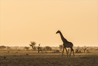 A Angolan Giraffe (Giraffa camelopardalis angolensis) runs in the evening light in the savannah