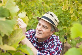 Winemaker or vintner checking vines in his vineyard