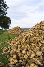 Pile of sugar beet in a field