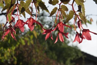Fuchsia (Fuchsia spec)