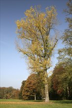 Autumn in the recreation area at Decksteiner Weiher lake