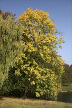 Autumn in the recreation area at Decksteiner Weiher lake