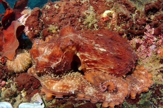 Giant Pacific octopus or North Pacific giant octopus (Enteroctopus dofleini)