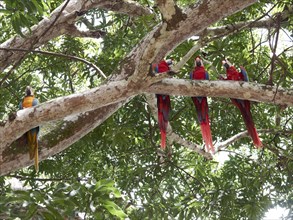 Scarlet Macaws (Ara macao) and a Blue-and-Yellow Macaw or Blue-and-Gold Macaw (Ara ararauna) perched on a tree