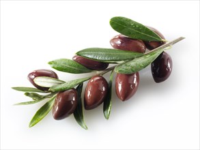 Fresh kalamata olives on an olive sprig