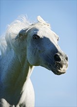 Grey Thuringian Warmblood mare shaking itself