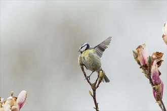 Blue Tit (Cyanistes caeruleus syn Parus caeruleus)