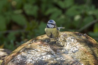 Blue Tit (Cyanistes caeruleus syn Parus caeruleus)