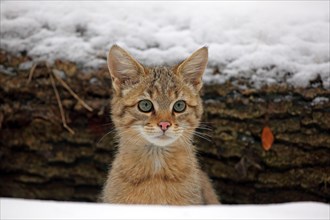 Wildcat (Felis silvestris)