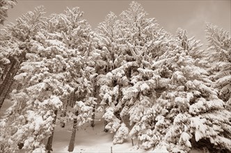 Snow-covered spruce trees (Picea abies)