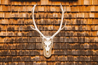 Hunting trophy at a clapboard wall