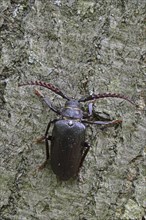 Black longicorn beetle (Spondylis buprestoides)