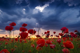 Poppies (Papaver)