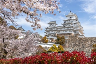 Blossoming cherry trees