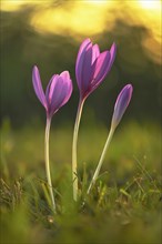 Meadow saffron (Colchicum autumnale) in the morning light