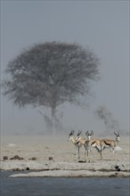 Springboks (Antidorcas marsupialis) in dusty air at a waterhole