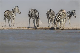 Burchell's Zebras (Equus quagga burchelli) drinking during a dust storm at a waterhole