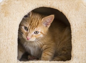 Young red tabby domestic cat in the cubby hole of a scratching post or cat tree