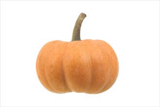 Mini musque de Provence pumpkin